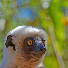 Portrait d'un propithèque de Coquerel