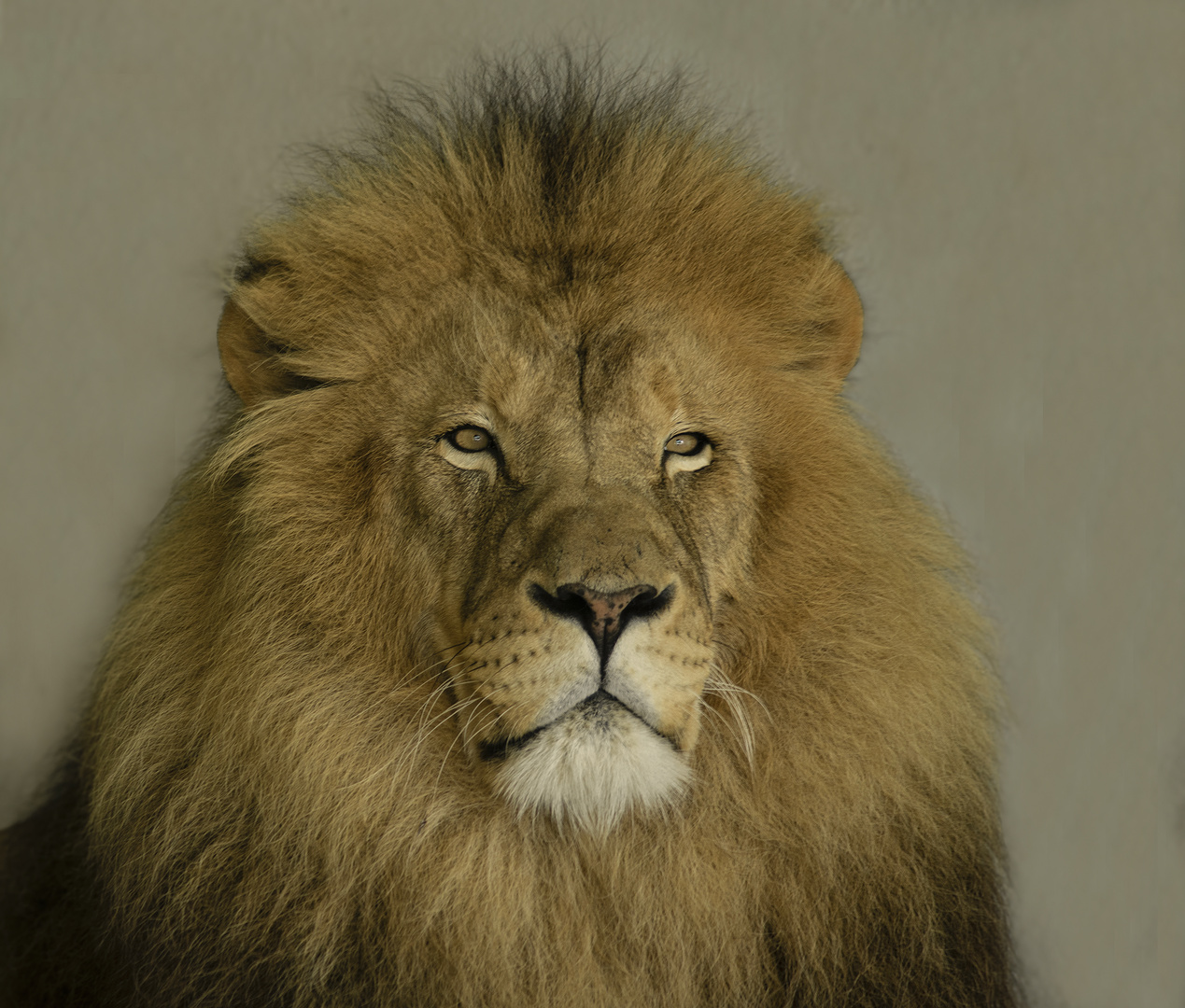 Portrait d'un roi (Panthera leo, lion d'Afrique)