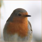 portrait d'un rouge gorge