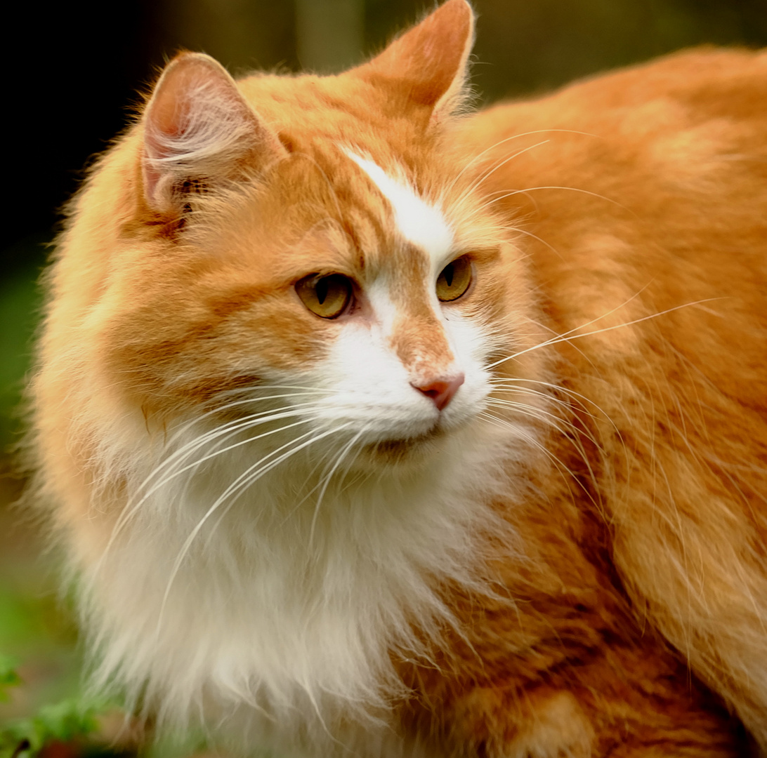 portrait d'un roux