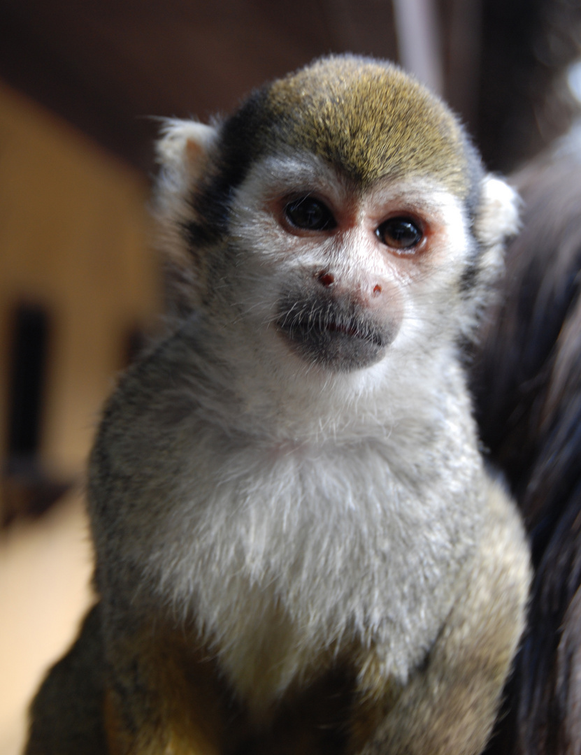 Portrait d'un singe