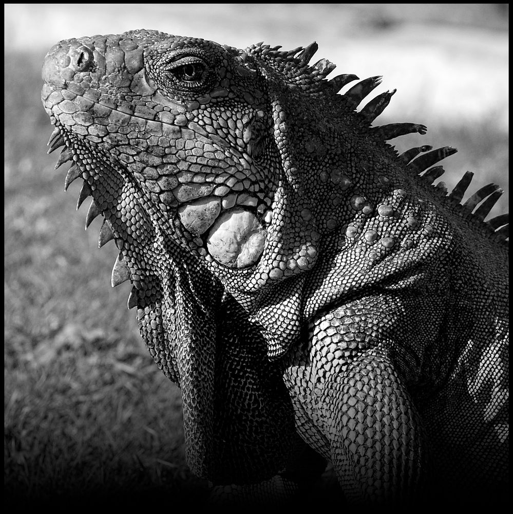 Portrait d'un survivant - Iguane terrestre