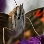 portrait d'un VULCAIN