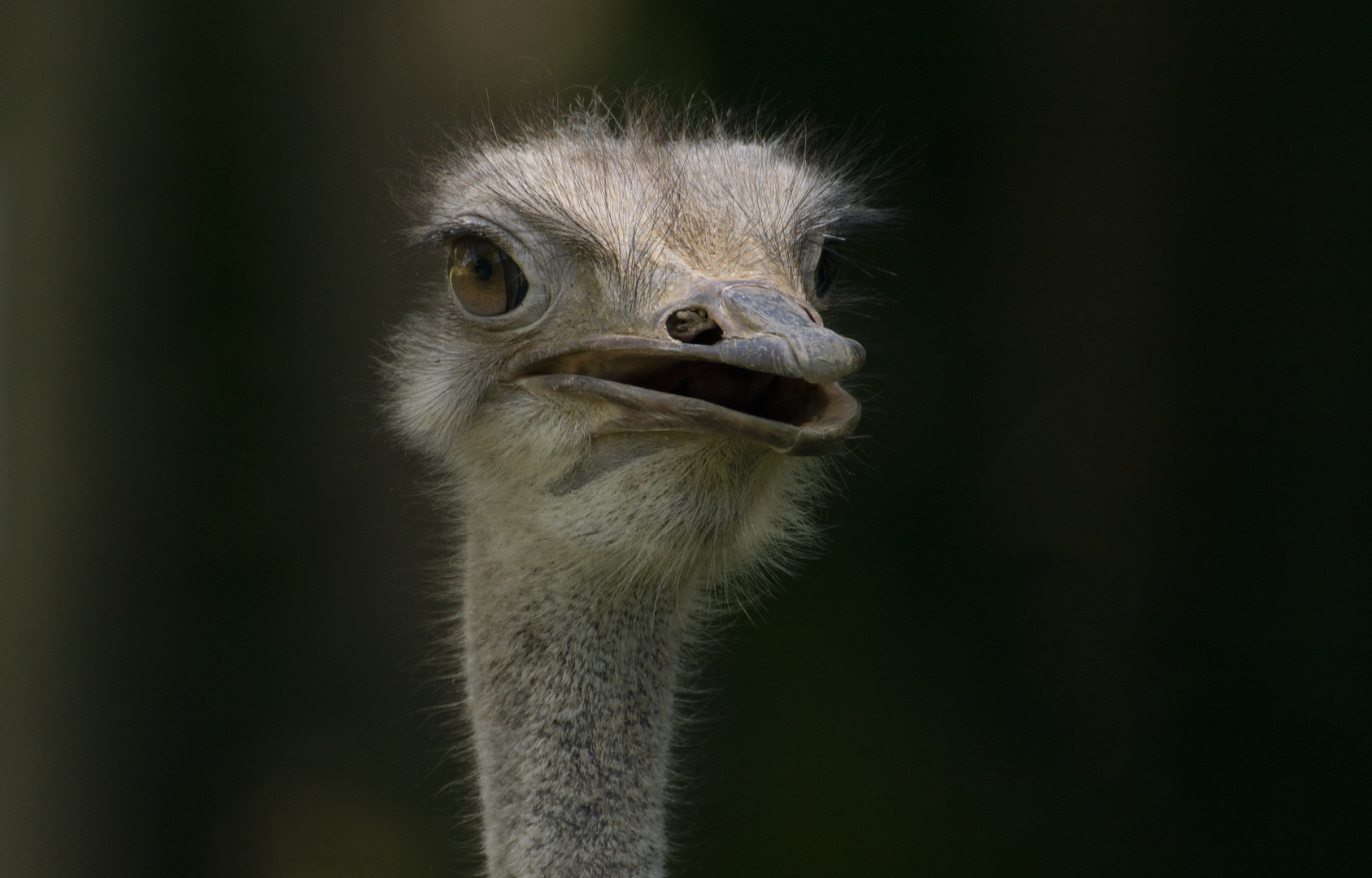 Portrait d'une belle 2 (Struthi, autruche)