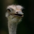 Portrait d'une belle 2 (Struthi, autruche)