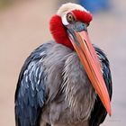 Portrait d'une cigogne marabout