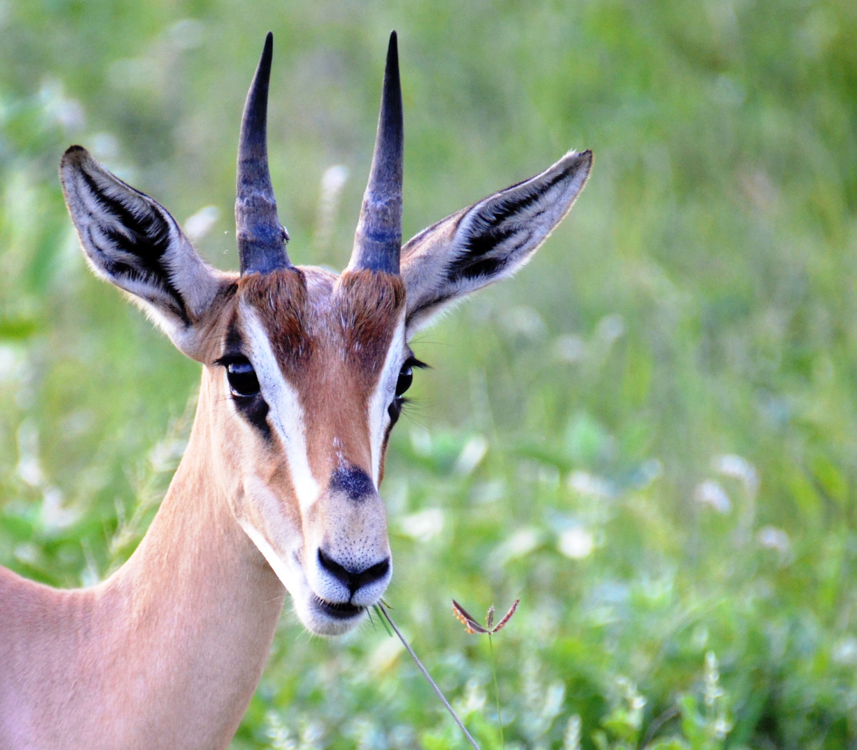 Portrait d'une gazelle de Thomson