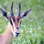 Portrait d'une gazelle de Thomson