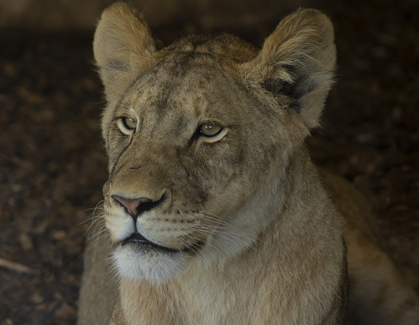 Portrait d'une jeune femelle (Panthera leo leo, lion d'Afrique)