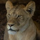 Portrait d'une jeune femelle (Panthera leo leo, lion d'Afrique)