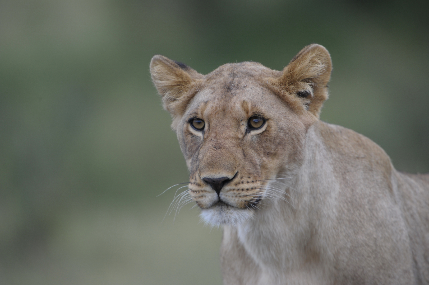 Portrait d'une jeune Lionne