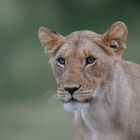 Portrait d'une jeune Lionne