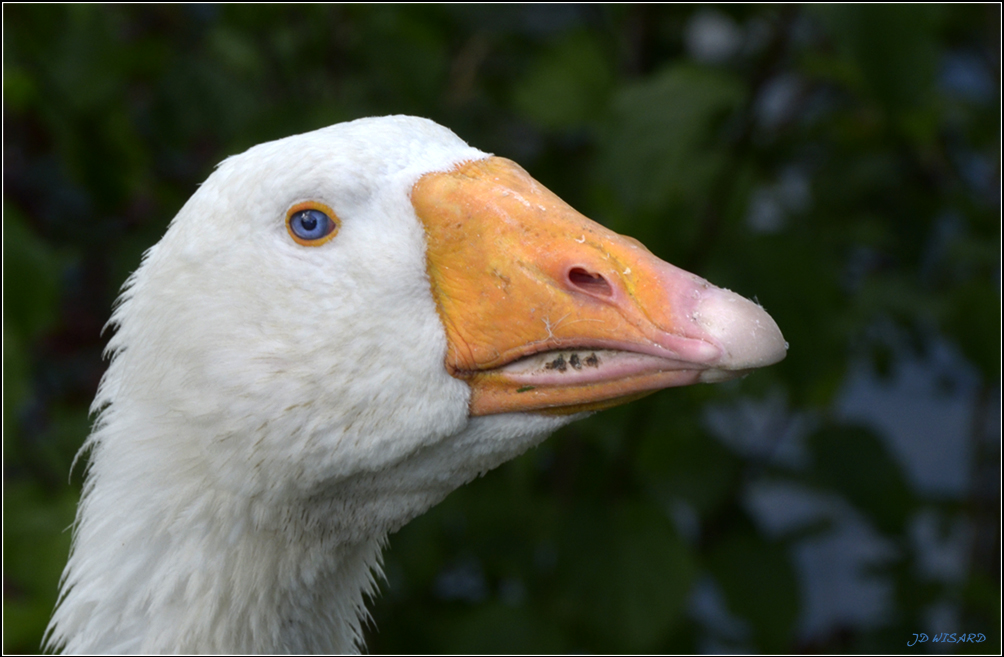 ....Portrait d'une oie aux yeux bleus !....