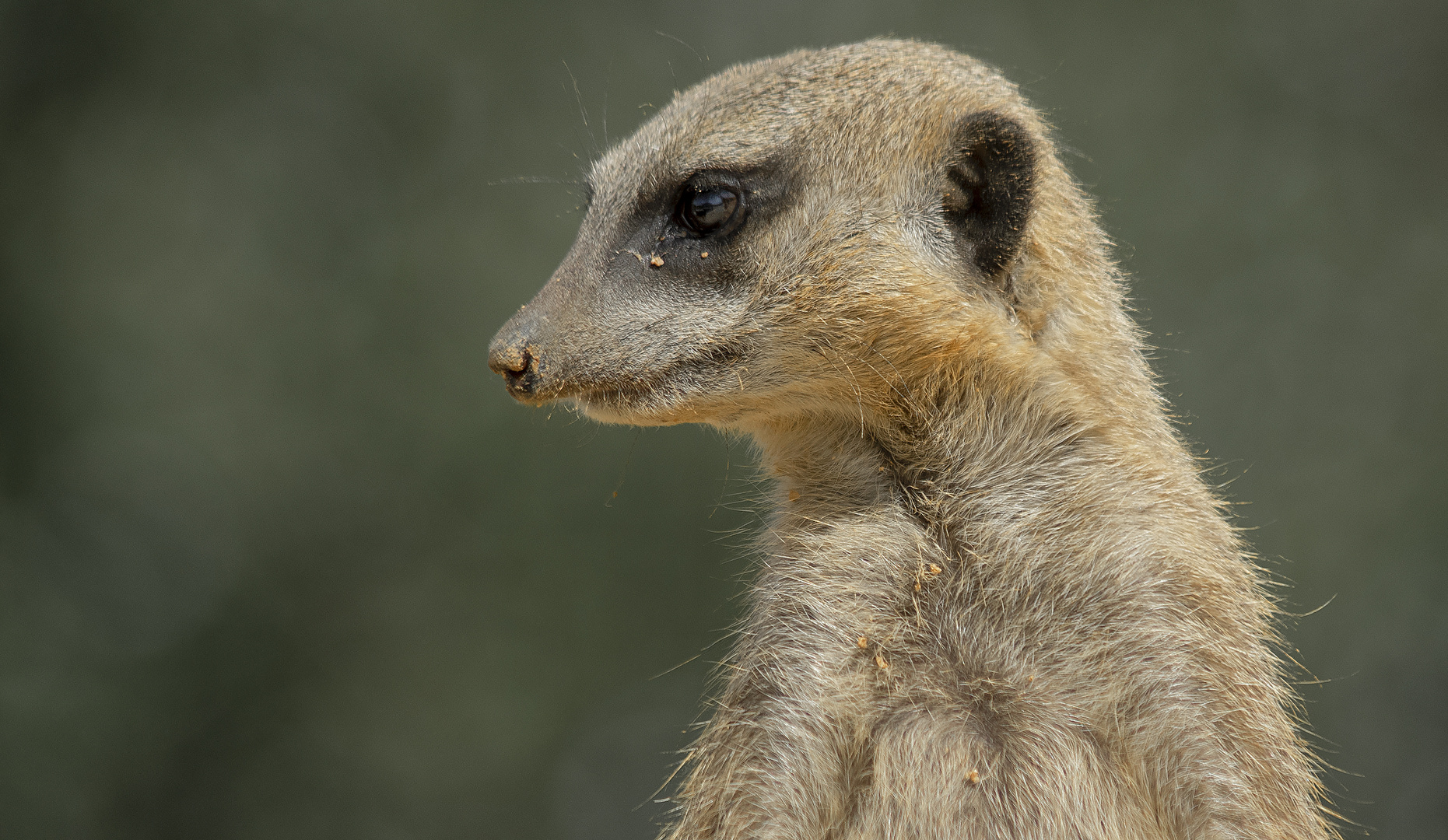 Portrait d'une petite sentinelle (Suricata suricatta, suricate)