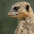 Portrait d'une petite sentinelle (Suricata suricatta, suricate)