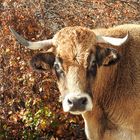 Portrait d'une vache Aubrac