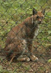 Portrait durchs Gitter