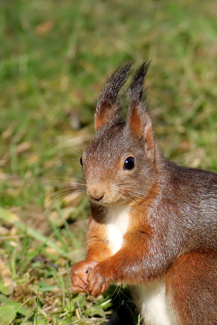 Portrait Eichhörnchen