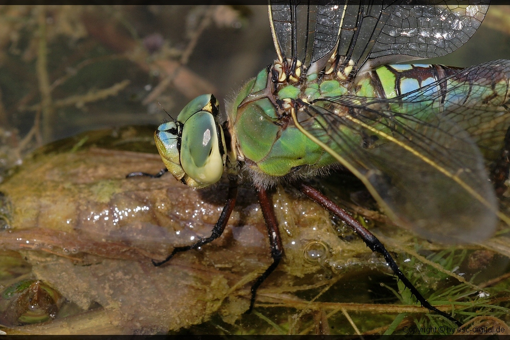 Portrait eine Königslibelle