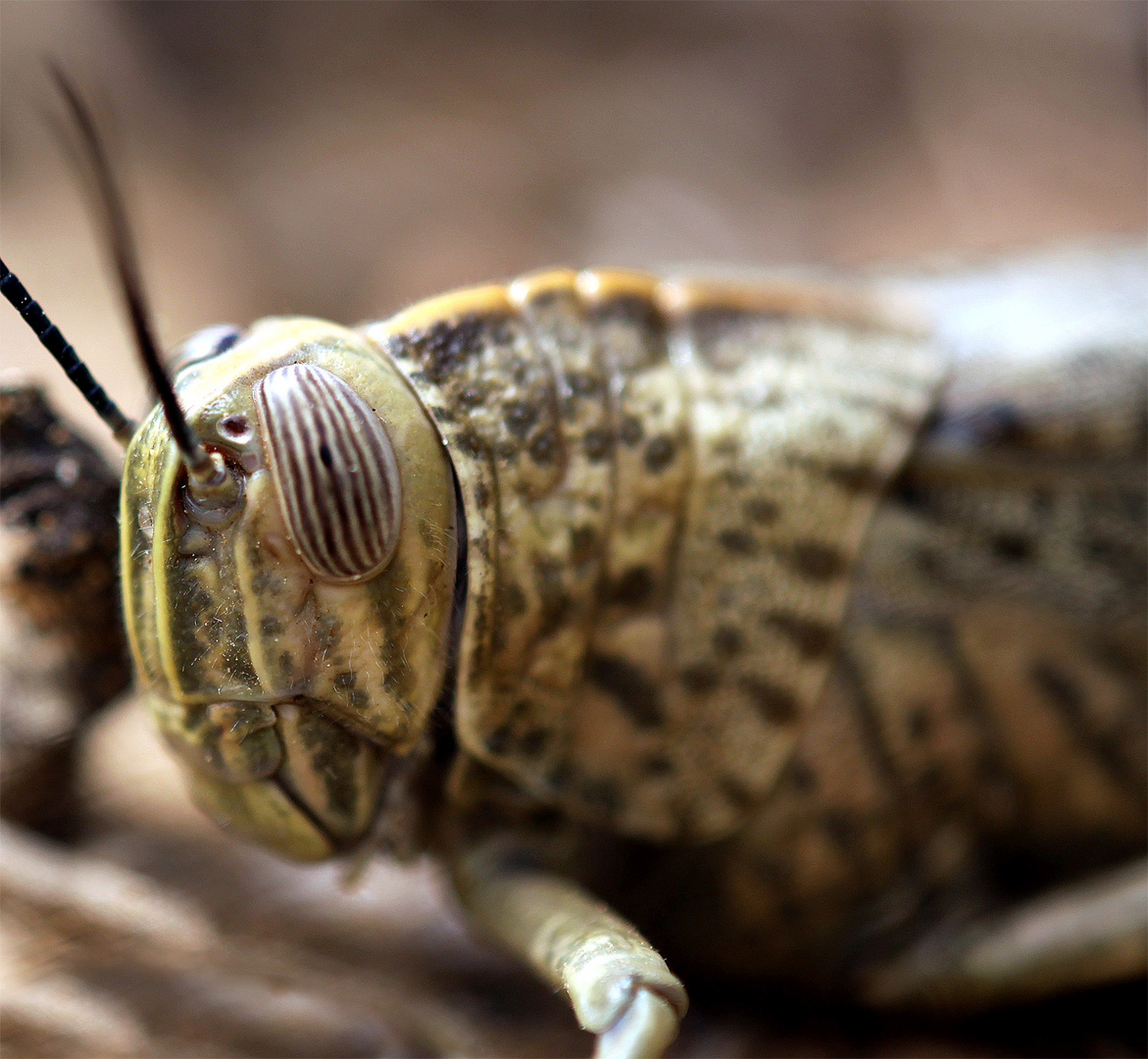 Portrait einer ägyptischen Wanderheuschrecke