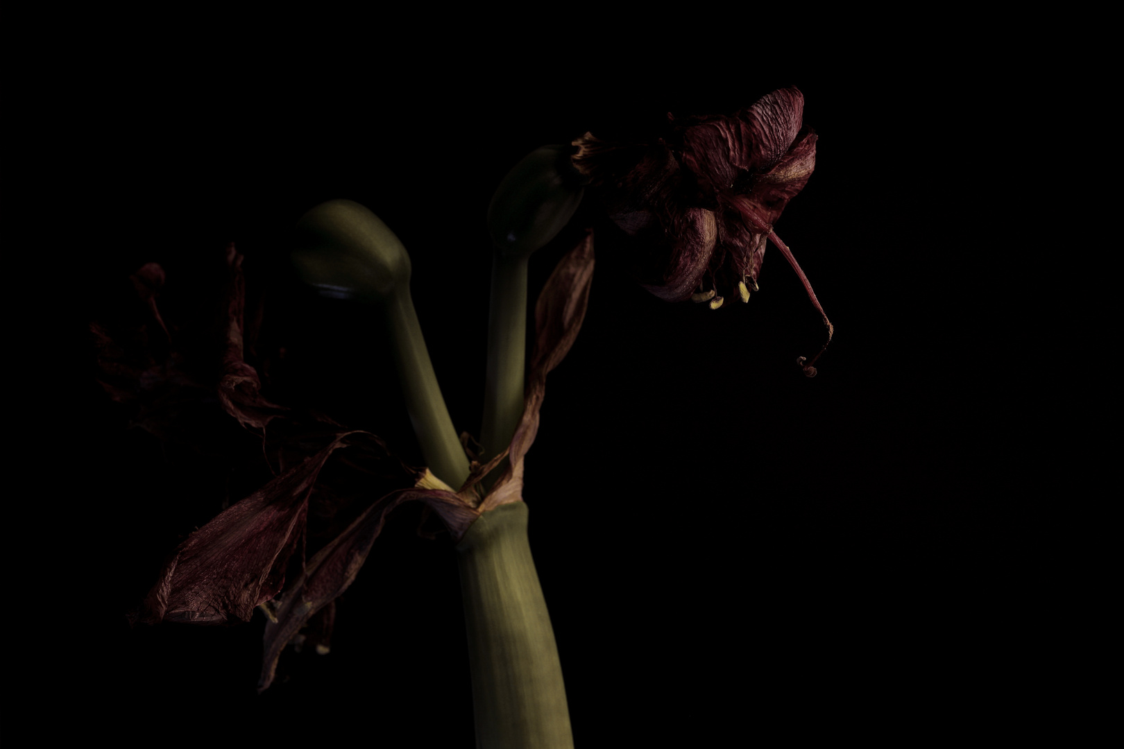 Portrait einer alten Amaryllis