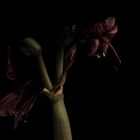 Portrait einer alten Amaryllis