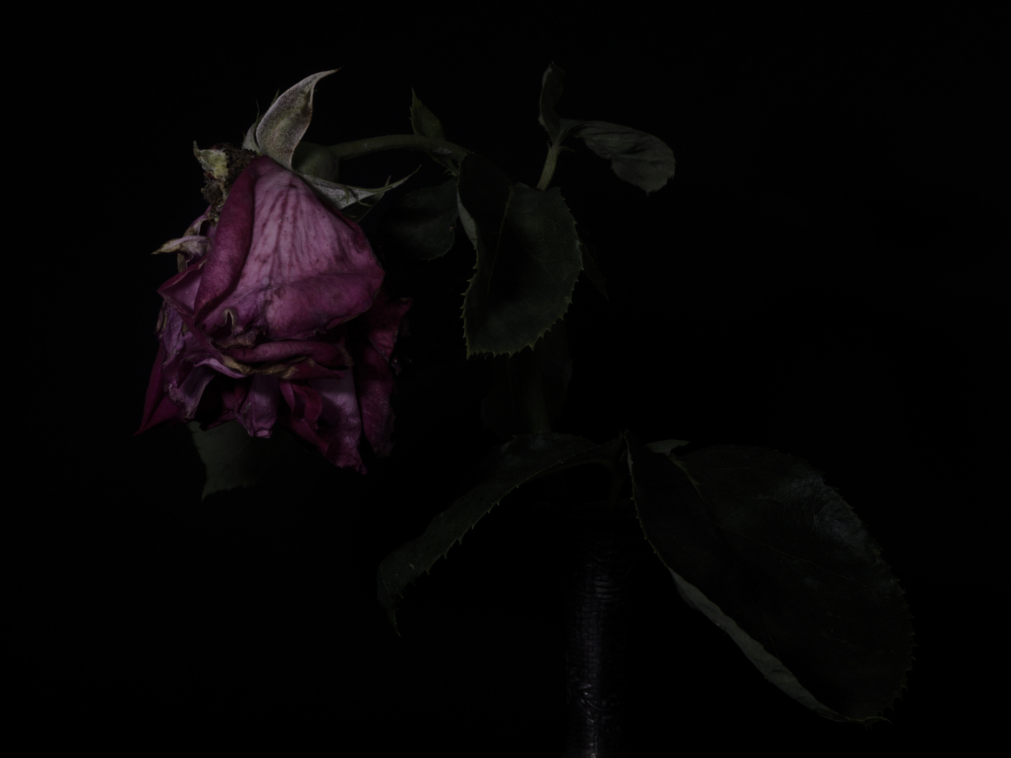 Portrait einer alten Rose