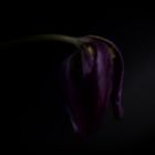 Portrait einer alten Tulpe (1)