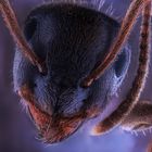 Portrait einer  Ameise