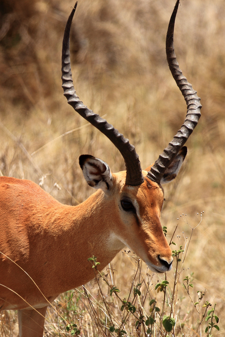 Portrait einer Antilope