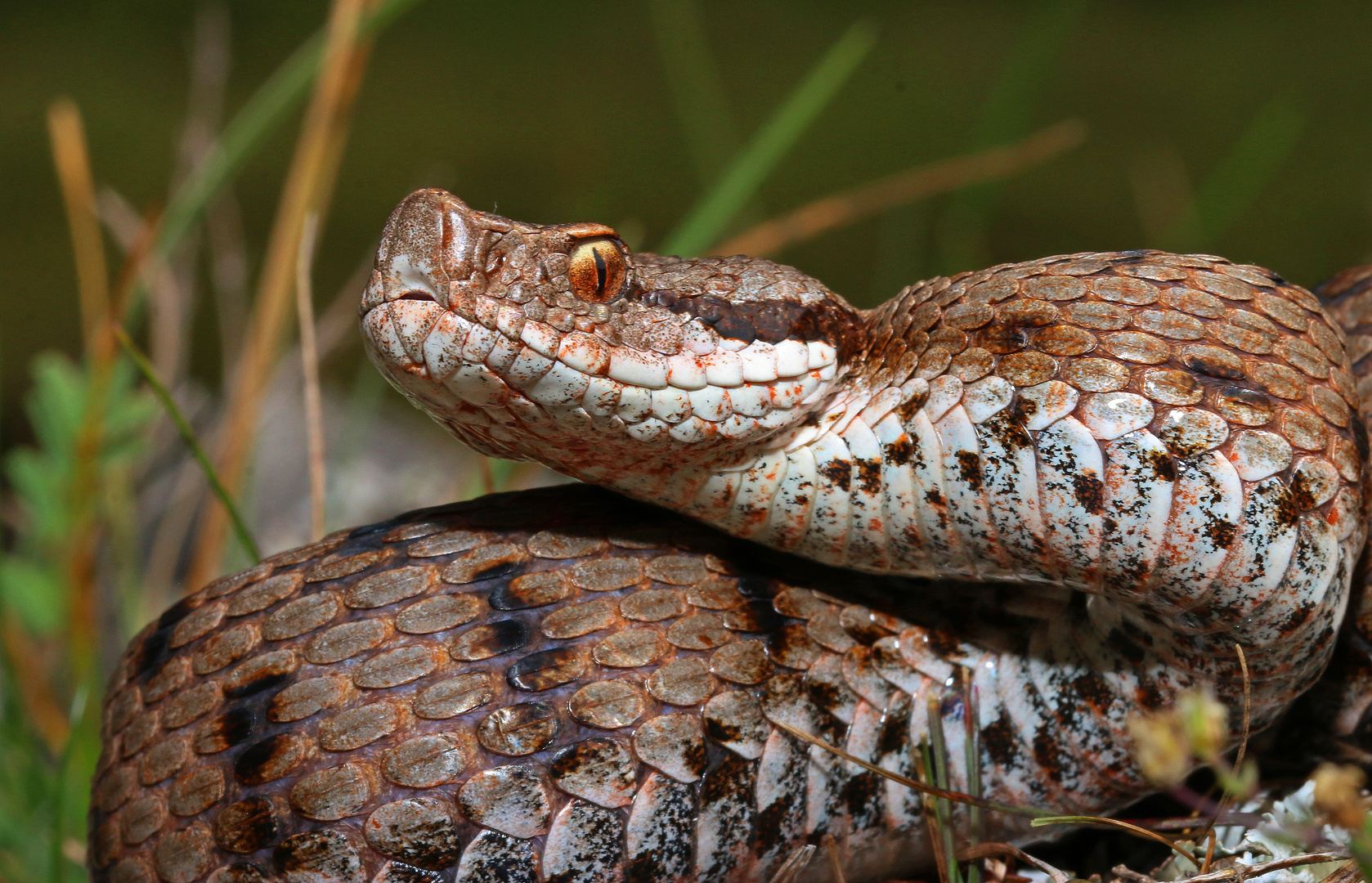 Portrait einer Aspis Viper