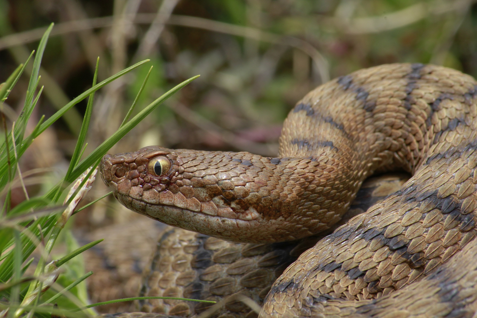 Portrait einer Aspisviper