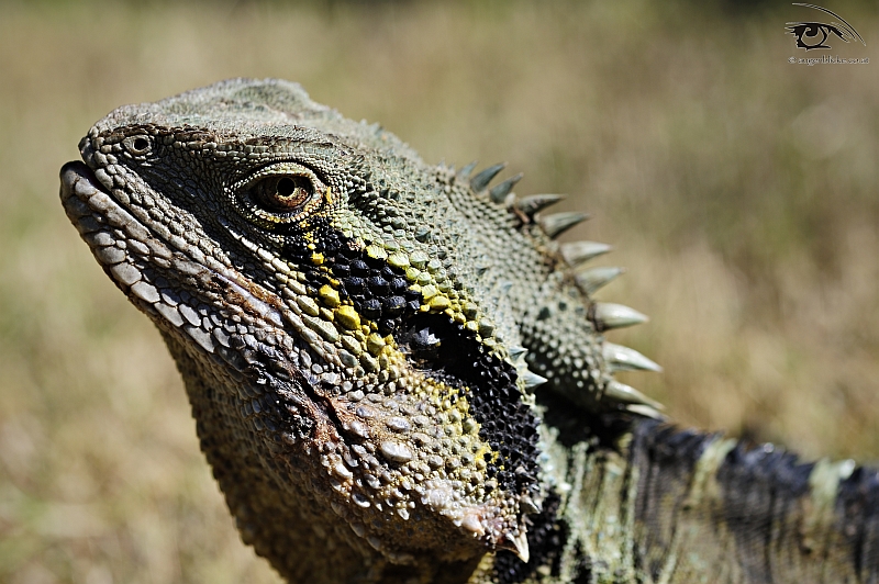 Portrait einer australischen Wasseragame