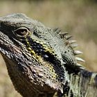 Portrait einer australischen Wasseragame