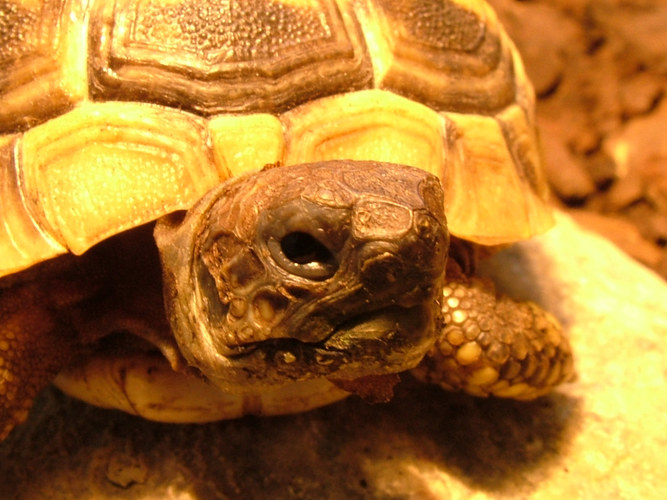 Portrait einer Baby-Schildkröte