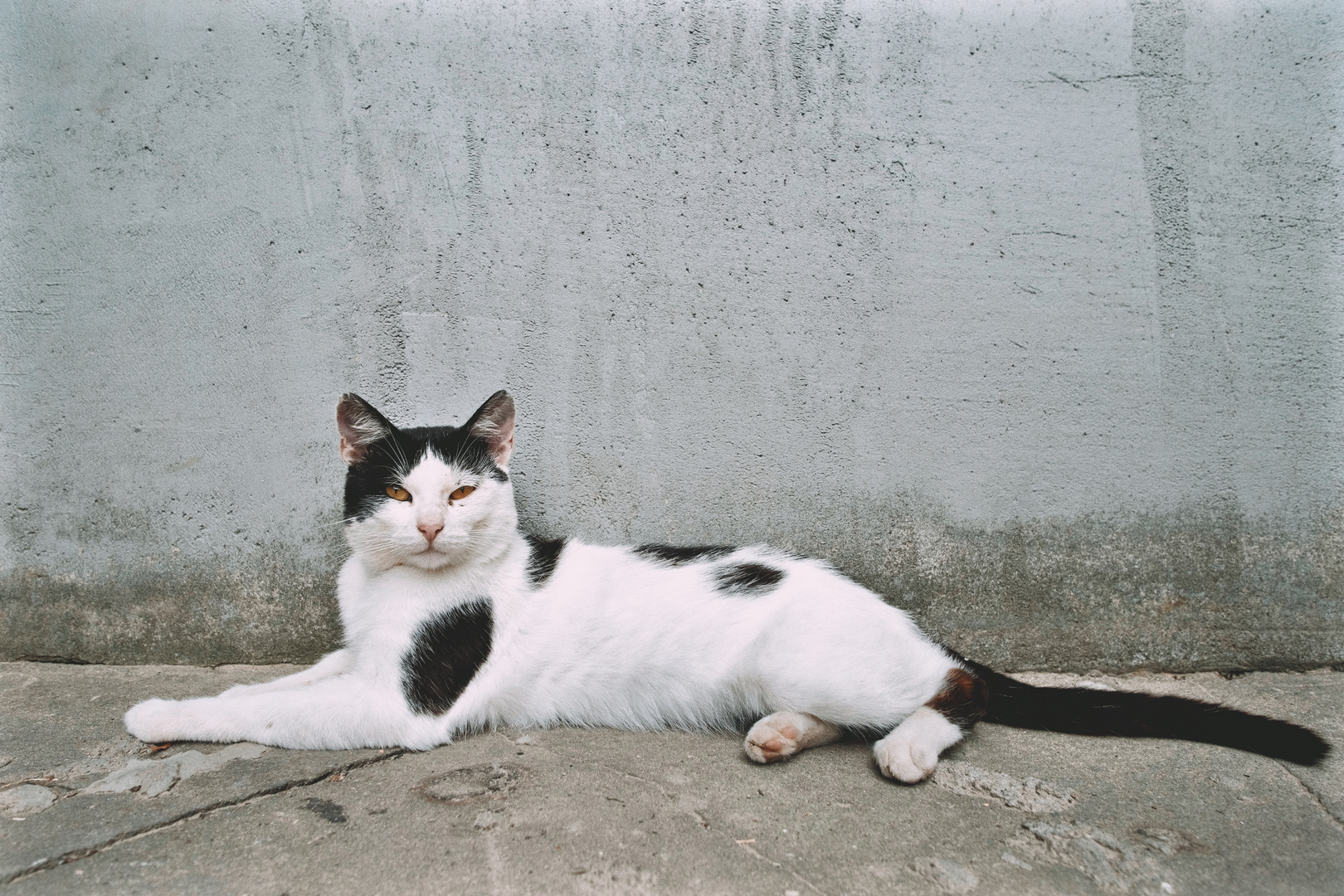 Portrait einer Bauernkatze