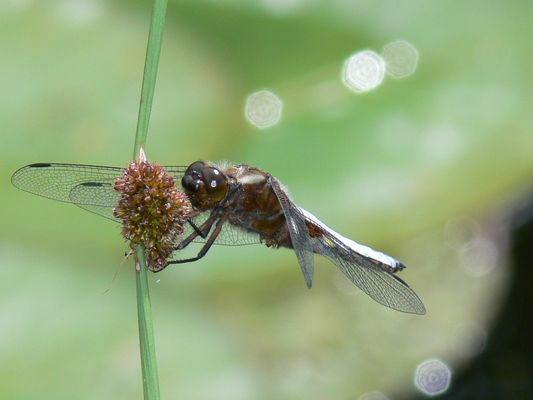 Portrait einer Blattbauchlibelle