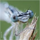 portrait einer blauen federlibelle......