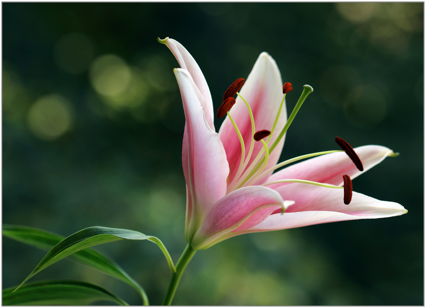 Portrait einer Blume