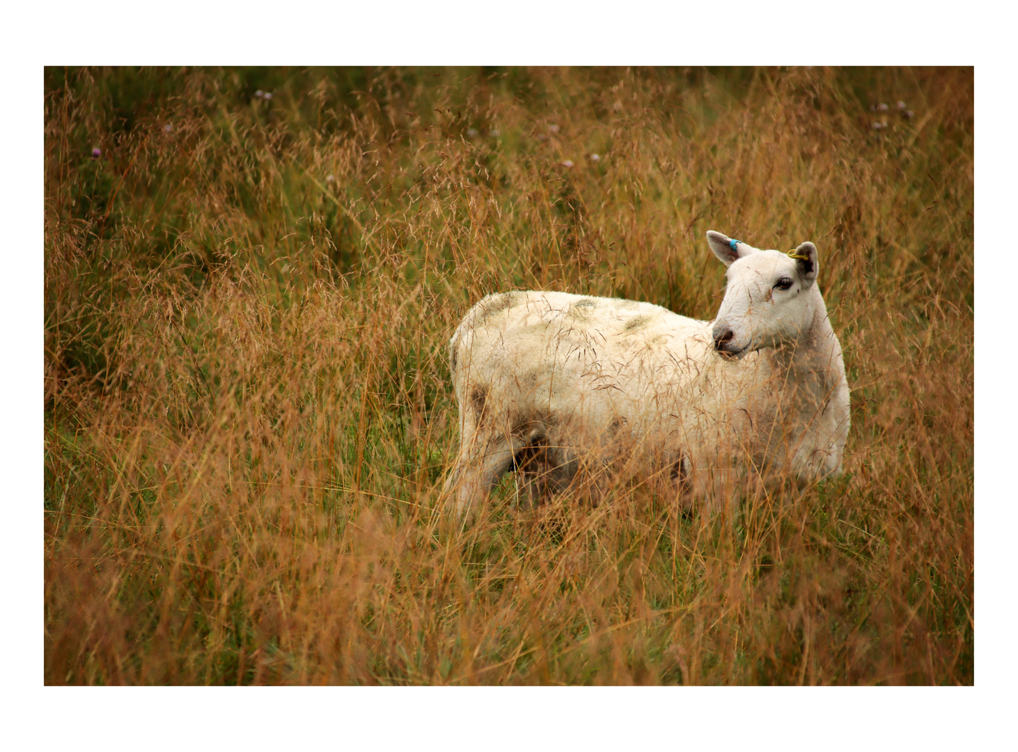 Portrait einer Dame (2)