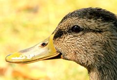 Portrait einer Ente