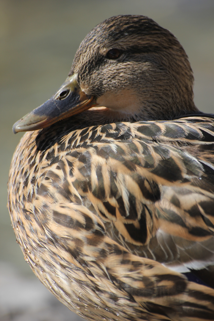 Portrait einer Ente