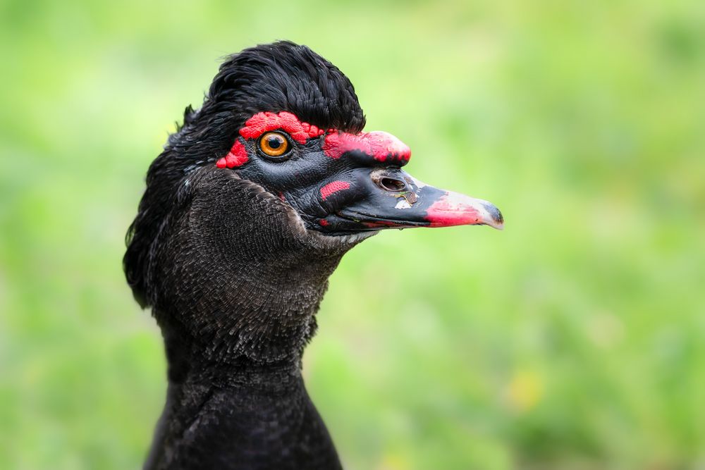 Portrait einer Ente