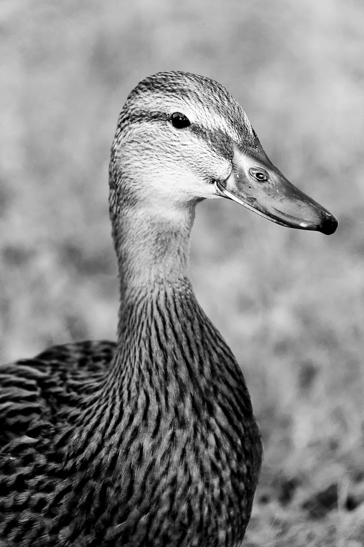 Portrait einer Ente