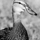 Portrait einer Ente