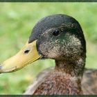 Portrait einer Ente