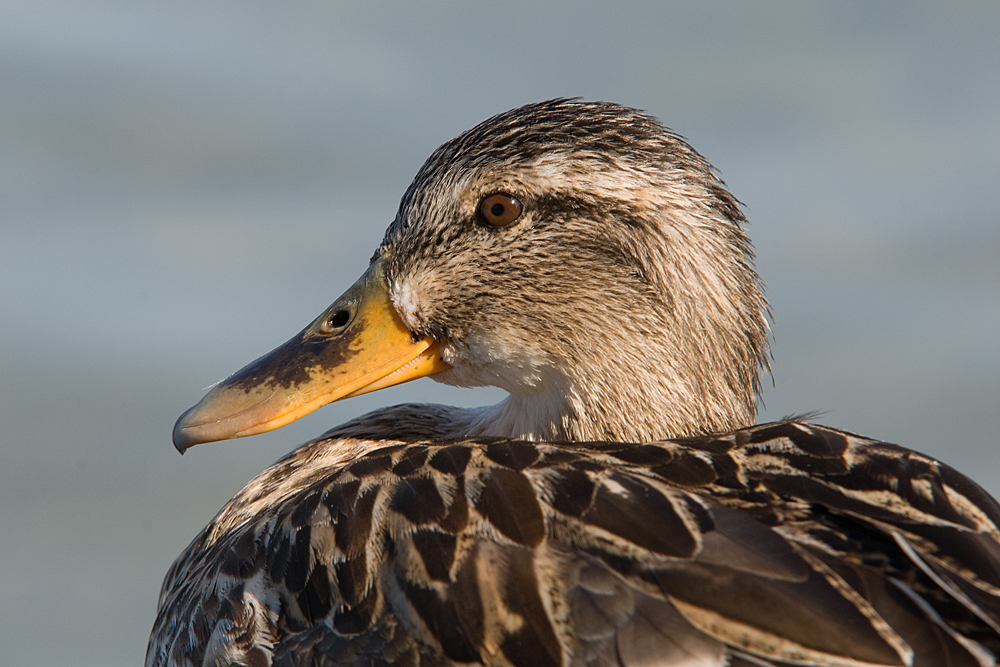 Portrait einer Ente