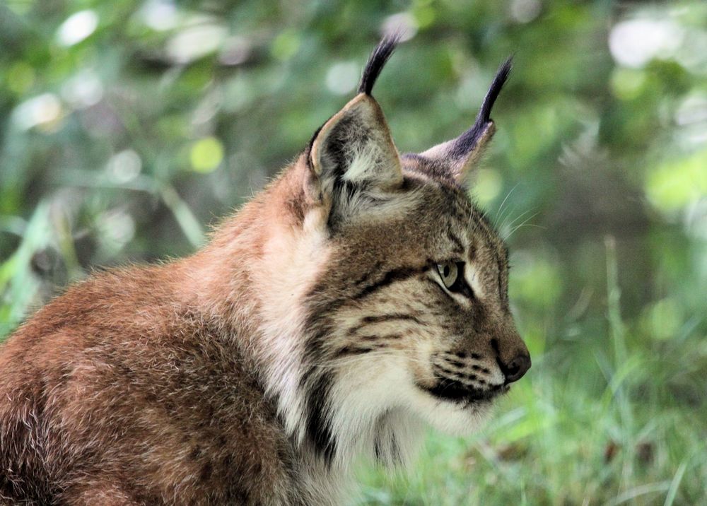 Portrait einer Eurasichen Raubkatze