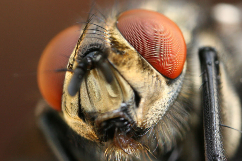 Portrait einer Fleischfliege