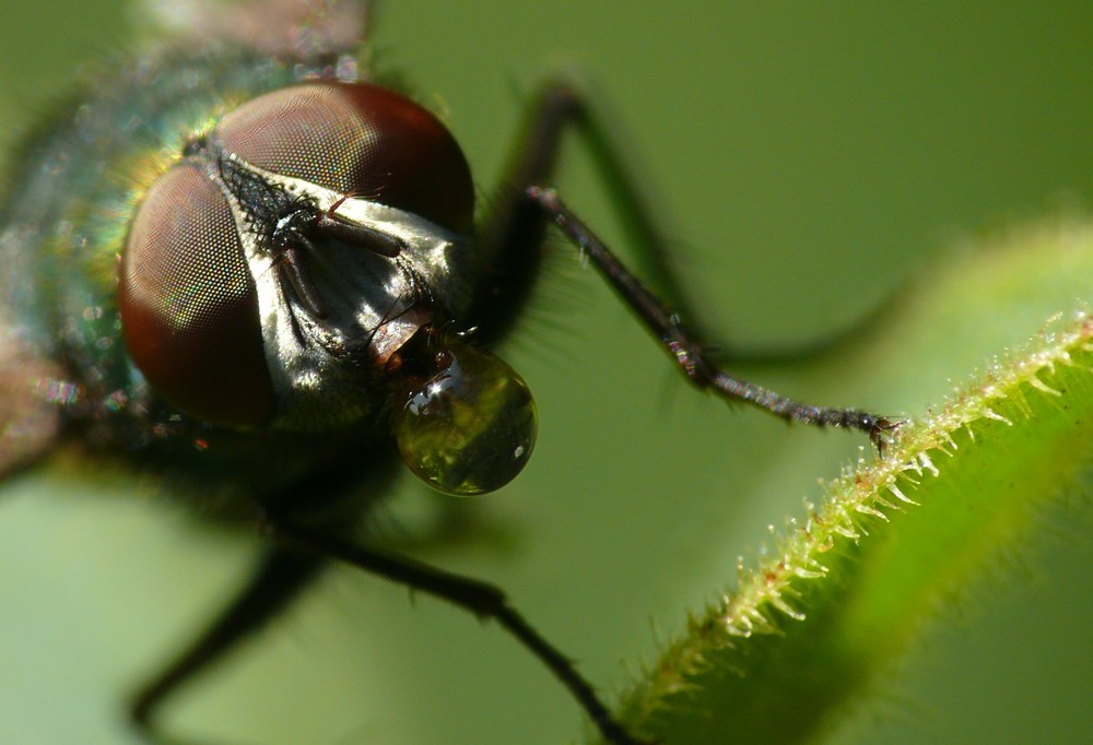 Portrait einer Fliege